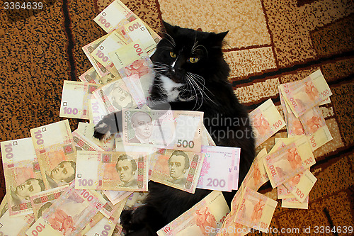 Image of cat lying on the carpet with Ukrainian money