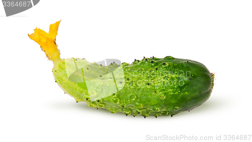 Image of Juicy green cucumber