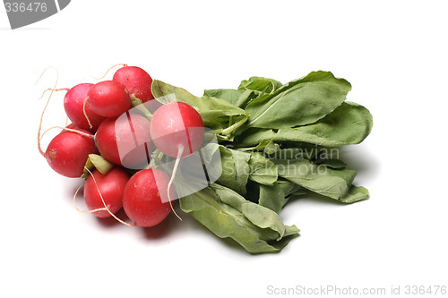 Image of radish