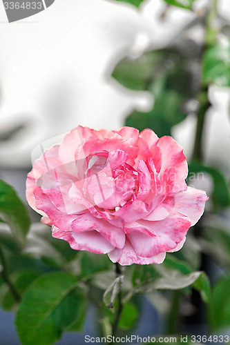 Image of Single pink rose in a garden