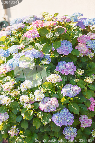 Image of Flowering hydrangea shrub in sunshine