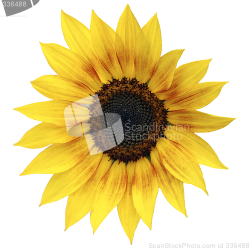 Image of Sunflower