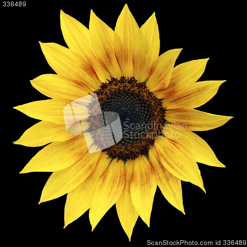 Image of Sunflower