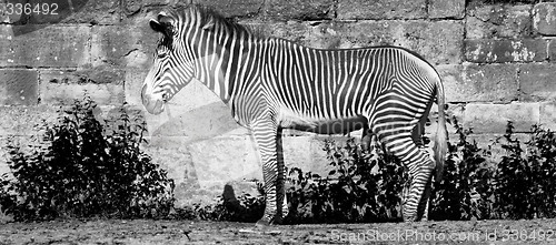 Image of grevy zebra
