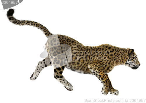 Image of Big Cat Jaguar