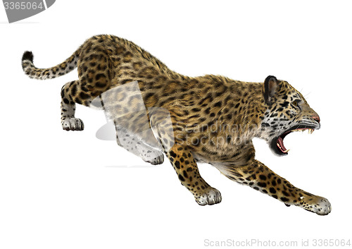 Image of Big Cat Jaguar