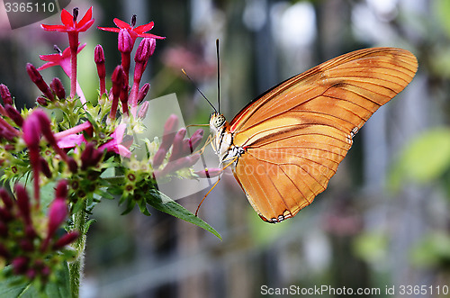 Image of butterfly Dryas Julia on a flower 