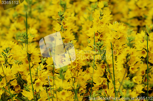 Image of yellow flowers in the sunlight 