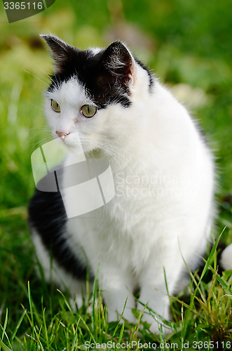 Image of cat looking away against green background