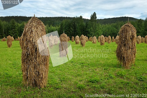 Image of haystacks in field 