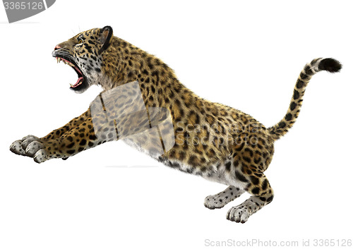 Image of Big Cat Jaguar