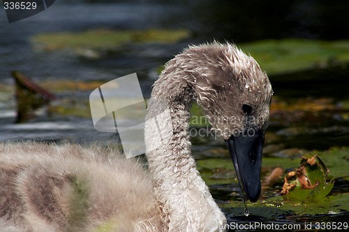 Image of young baby swan