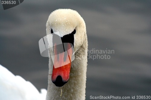 Image of swans head