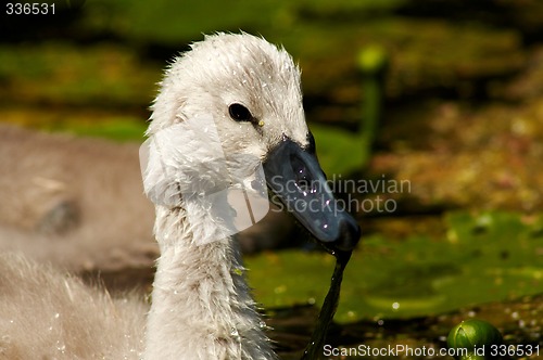 Image of baby swan