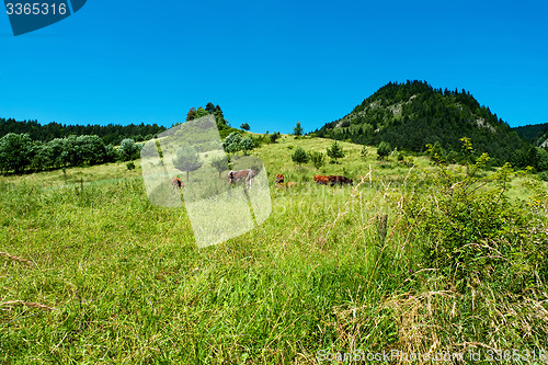 Image of Cattle