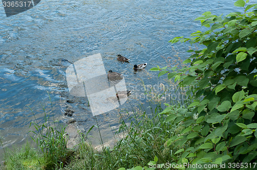 Image of Ducks