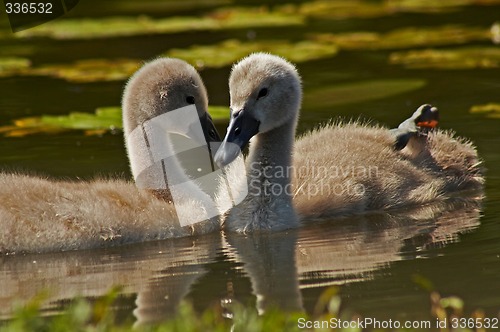 Image of young swans