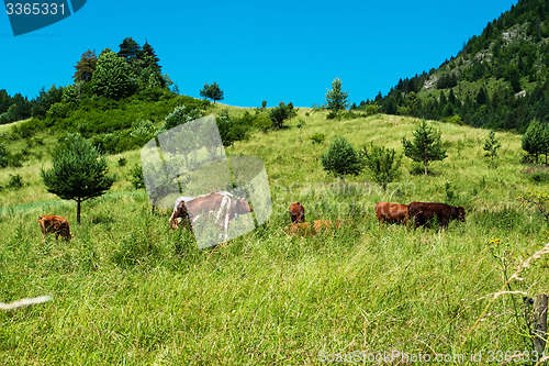 Image of Cattle