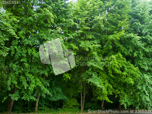 Image of Park