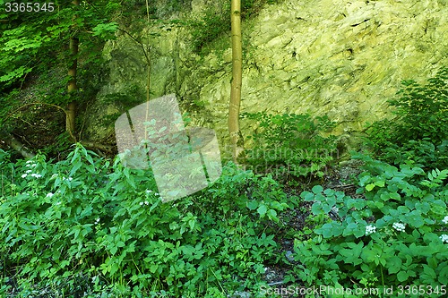 Image of Forest