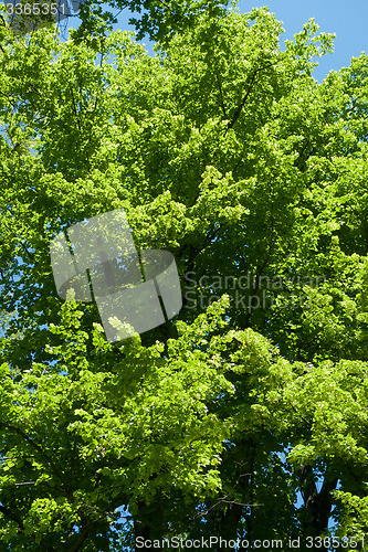 Image of Park