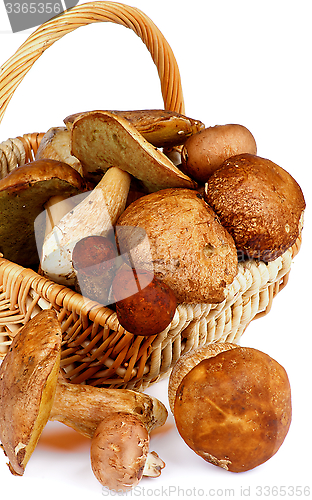 Image of Forest Mushrooms