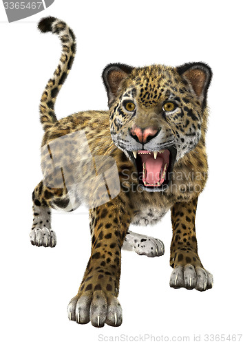 Image of Big Cat Jaguar