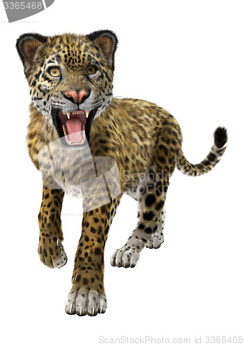 Image of Big Cat Jaguar