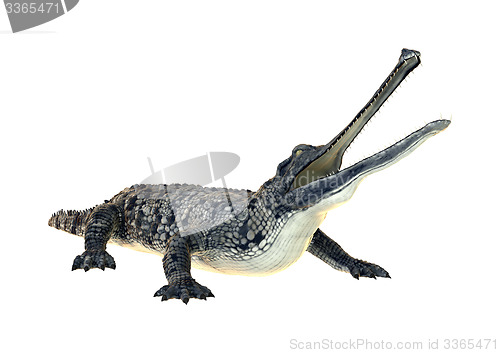 Image of Gharial