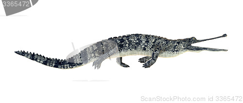 Image of Gharial