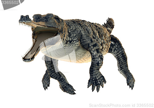 Image of Gharial