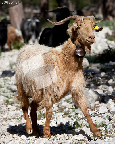 Image of Goats in forest