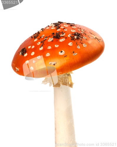 Image of Red fly-agaric mushroom with pieces of dirt