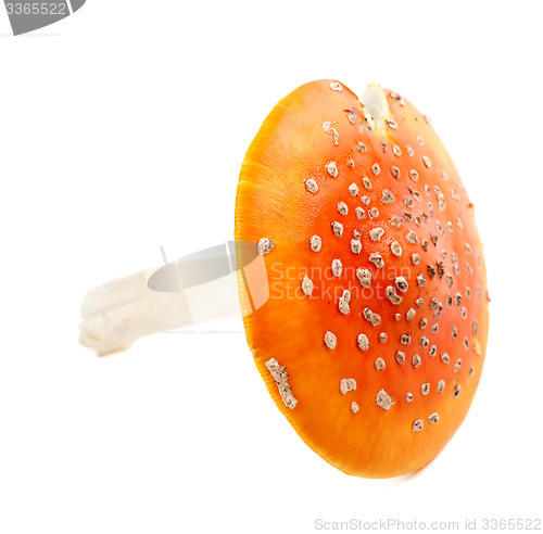 Image of Red fly agaric (amanita muscaria) on white background