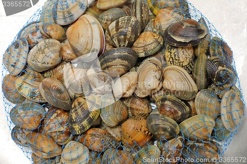 Image of Vongole