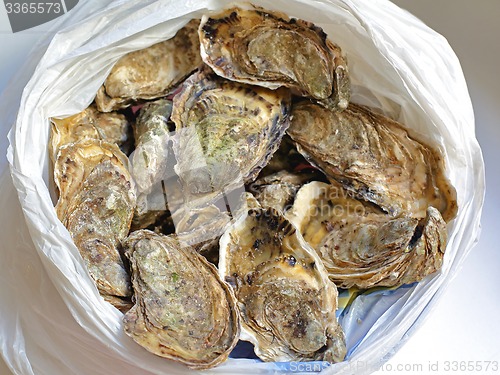 Image of Bag of Oysters