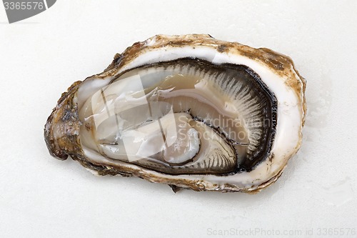 Image of Open Oyster