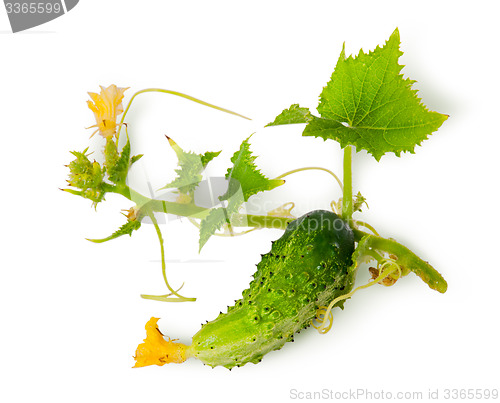 Image of Young green cucumber with leaves