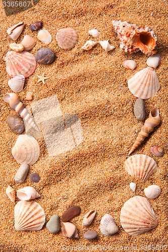 Image of frame from various shells on sand