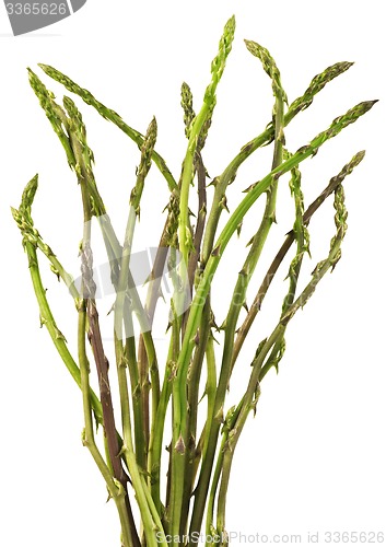 Image of Asparagus Cutout