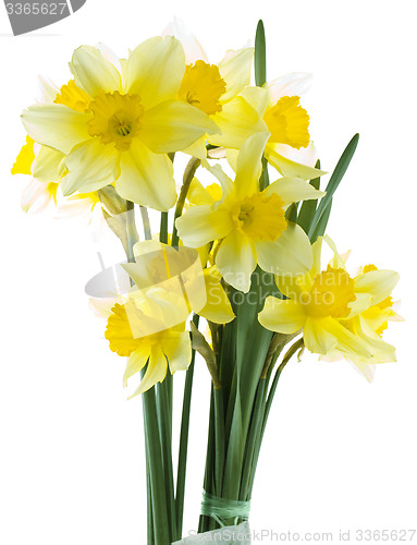Image of Lent Lily Cutout