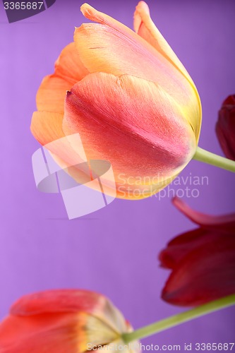 Image of Beautiful red tulips, close-up flowers