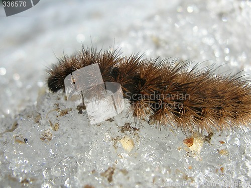 Image of Heary caterpillar on snow