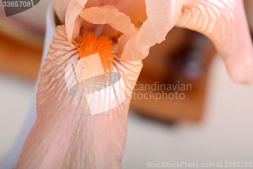 Image of A close-up of an orange Easter cactus bloom.