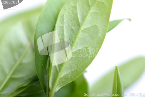 Image of green leaf background