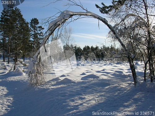 Image of SNOW ON A BIRCH