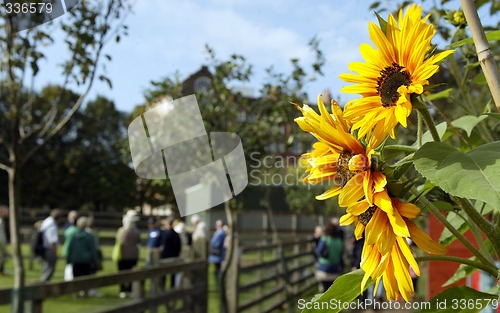 Image of Sunflowers on the Farm