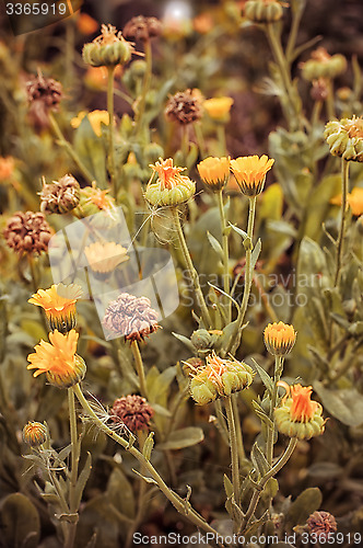 Image of Autumn lawn with drying flowers.The image is tinted.