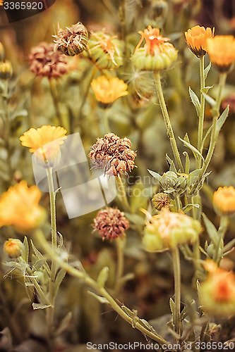 Image of Autumn lawn with drying flowers.Selective focus