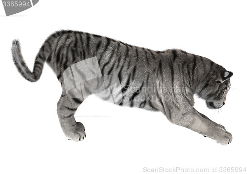 Image of White Tiger
